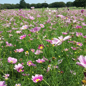 花粉の季節はぎっくり腰に要注意[！？]︎