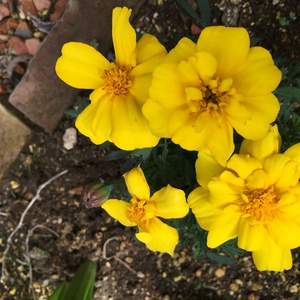 花粉症と腰痛の関係